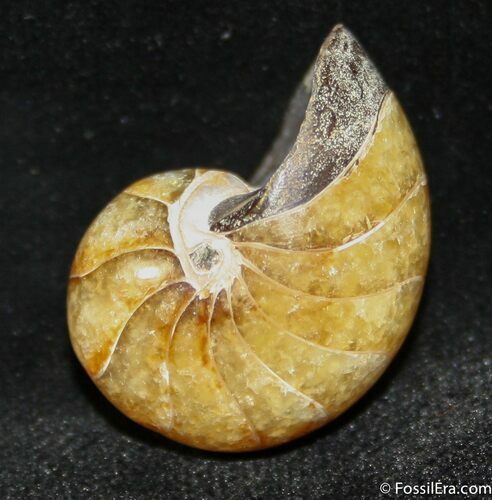 Inch Nautilus fossil from Madagascar #1214
